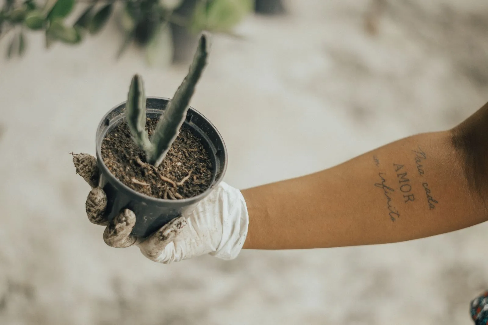Person wearing gloves holds a potted cactus, showcasing a tattoo on their arm.